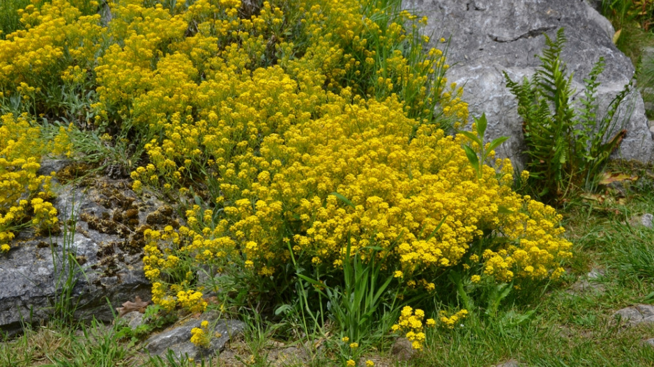 Tařice skalní (Alyssum saxatile)
