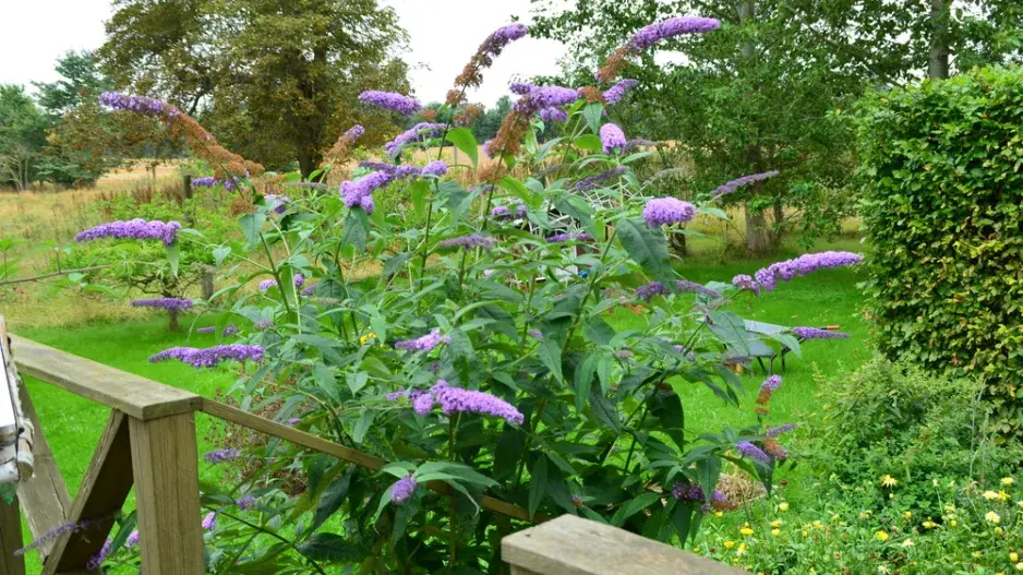 Komule Davidová (Buddleja davidii)