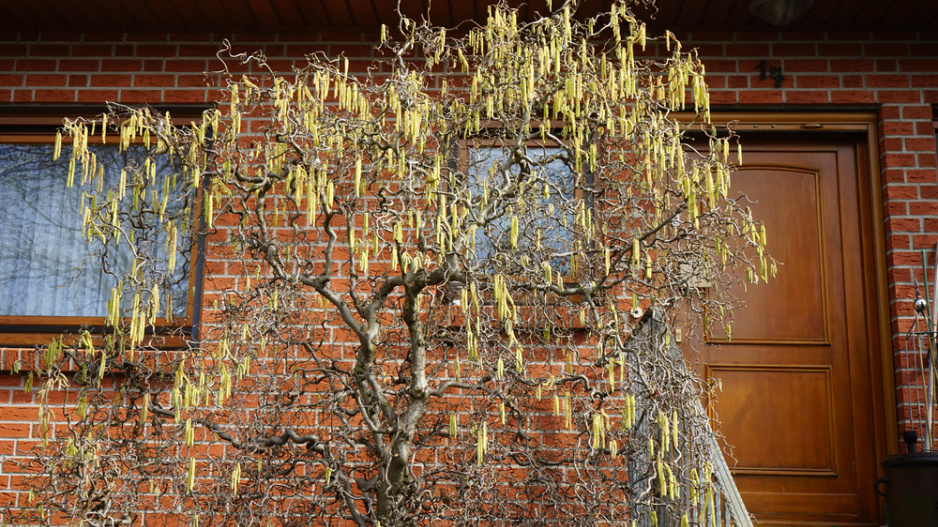 Líska obecná (Corylus avellana) 