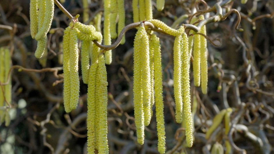 Líska obecná (Corylus avellana) 