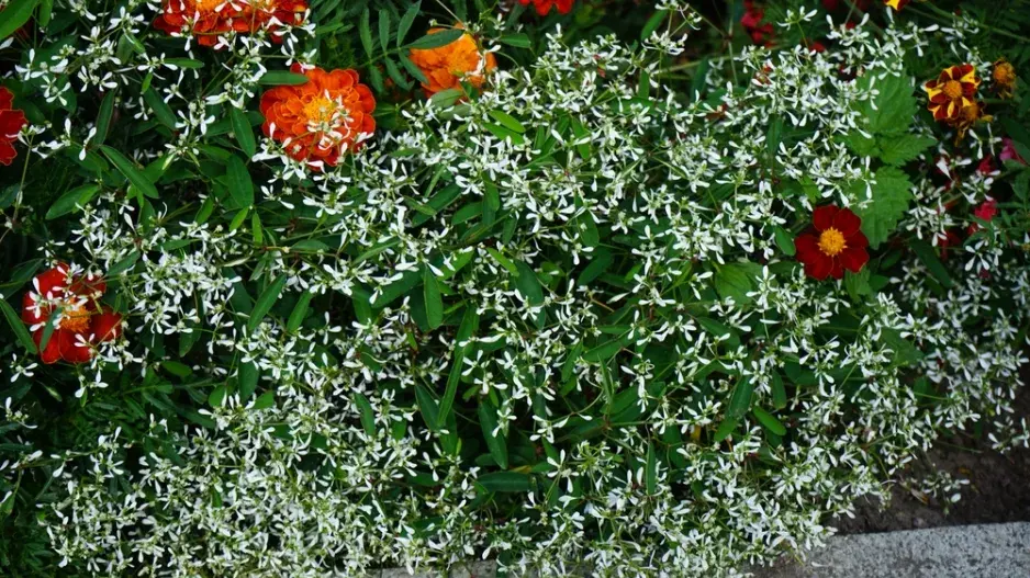 pryšec třezalkovitý