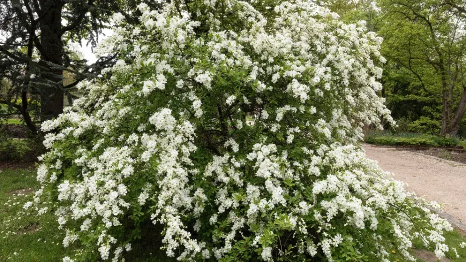 Hroznovec hroznatý (Exochorda racemosa)