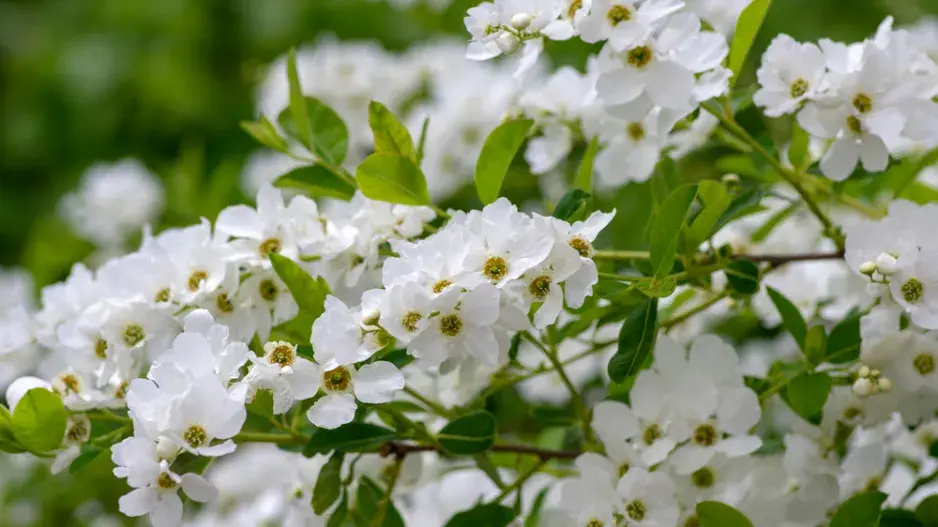 Hroznovec hroznatý (Exochorda racemosa)
