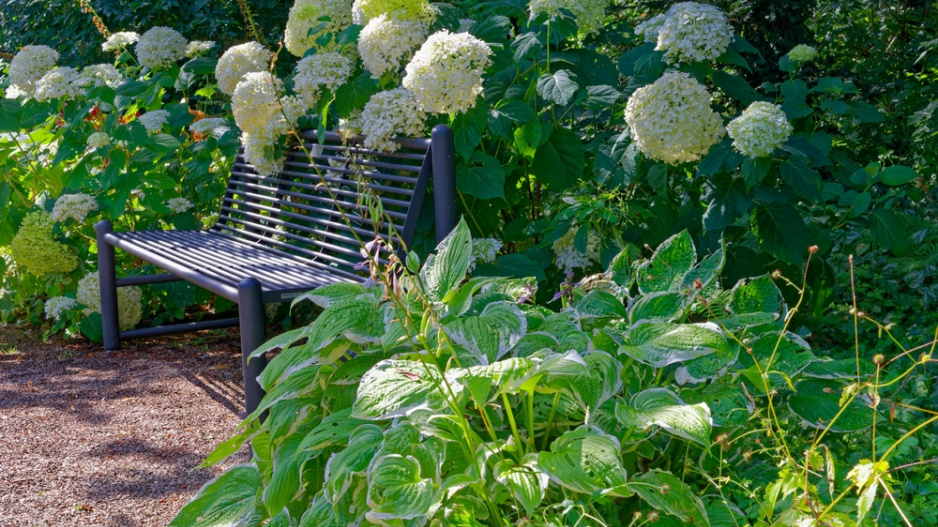 Hortenzie stromečkovitá (Hydrangea arborescens)
