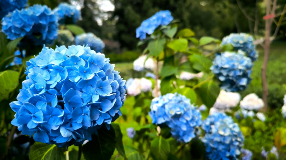 Hortenzie velkolistá (Hydrangea macrophylla)