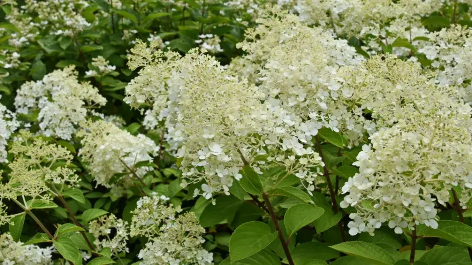 Hydrangea paniculata Hydrangea paniculata