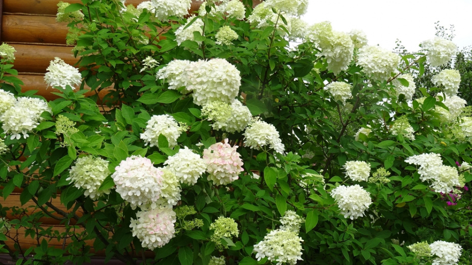 Hortenzie latnatá (Hydrangea paniculata)
