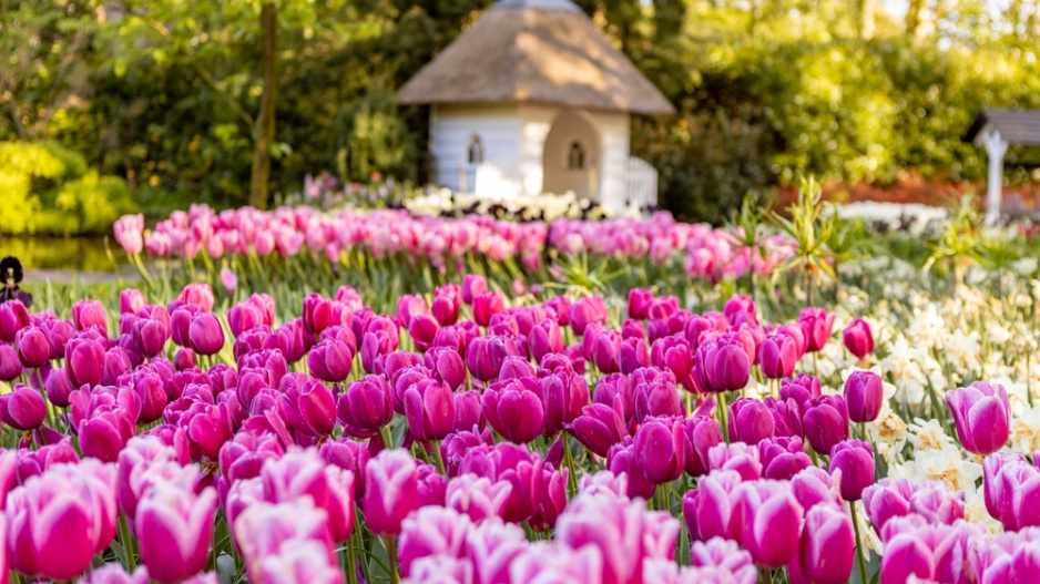 tulipán