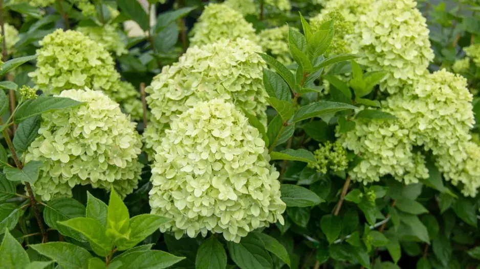 Hydrangea paniculata Hydrangea paniculata