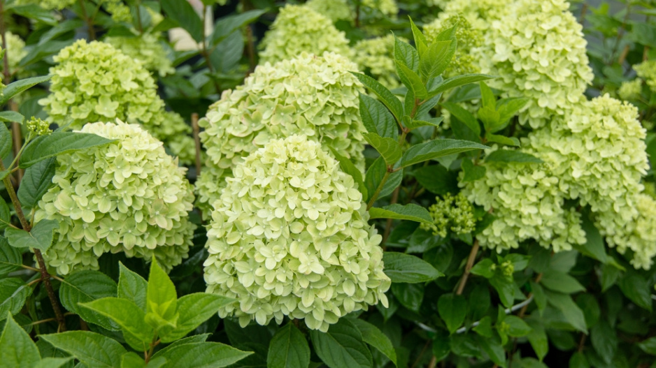 Hydrangea paniculata