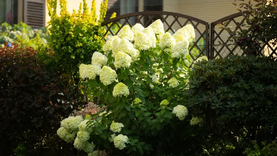 Hydrangea paniculata Hydrangea paniculata