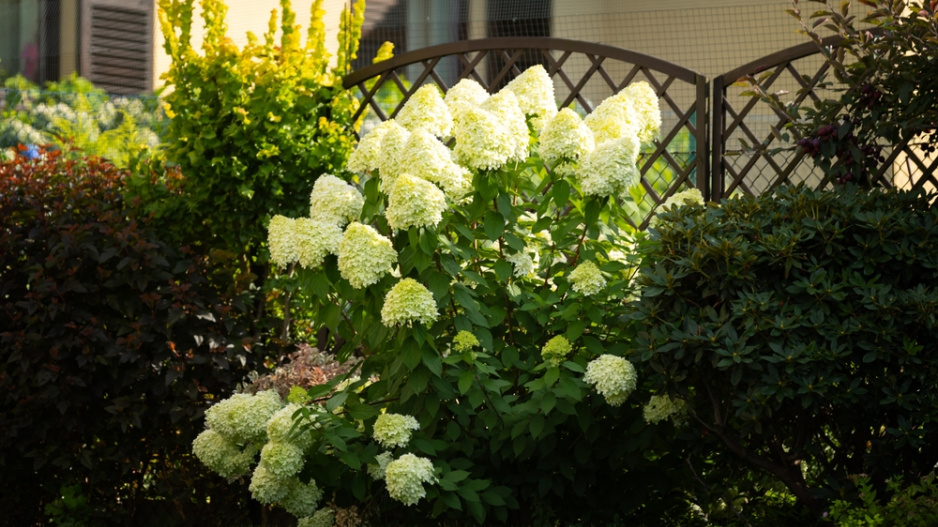 Hydrangea paniculata