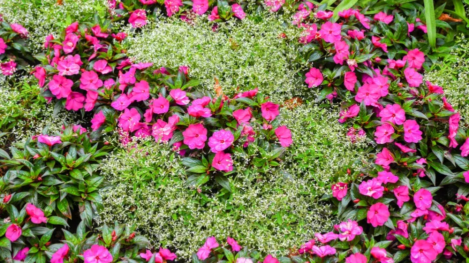 pryšec třezalkovitý