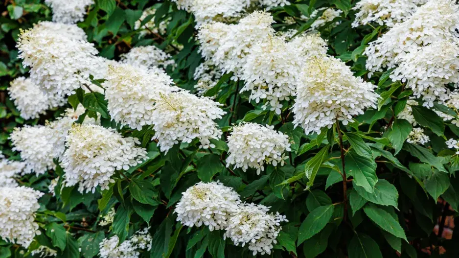 Hydrangea paniculata Hydrangea paniculata