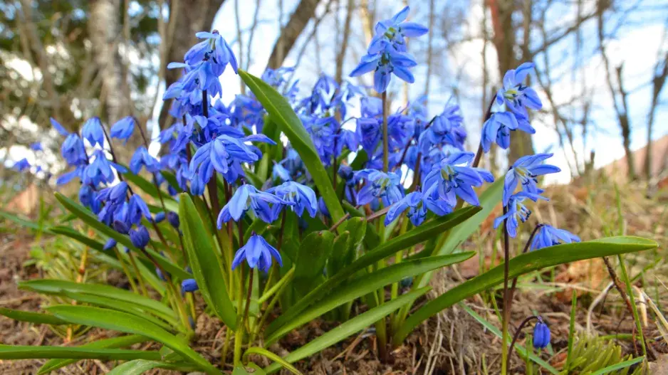 Ladoňka (Scilla siberica)