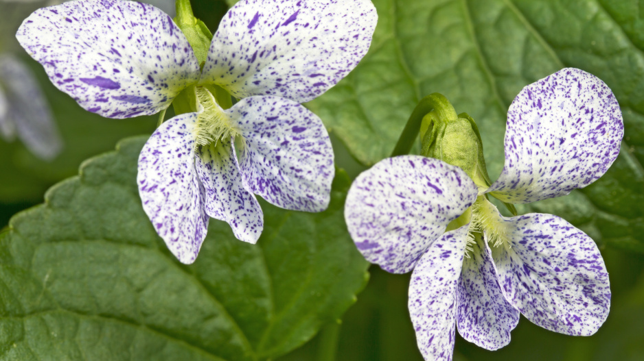 violka floridská