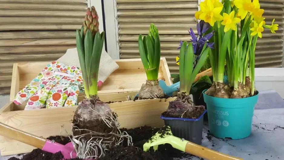 cibuloviny na balkoně