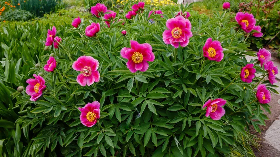 pivoňka lékařská pivoňka lékařská