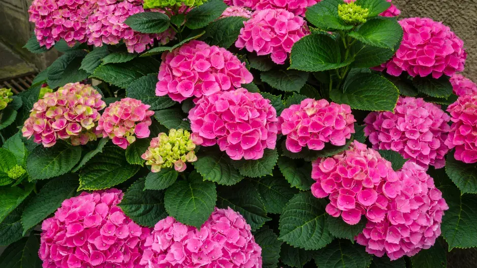 hortenzie velkolistá