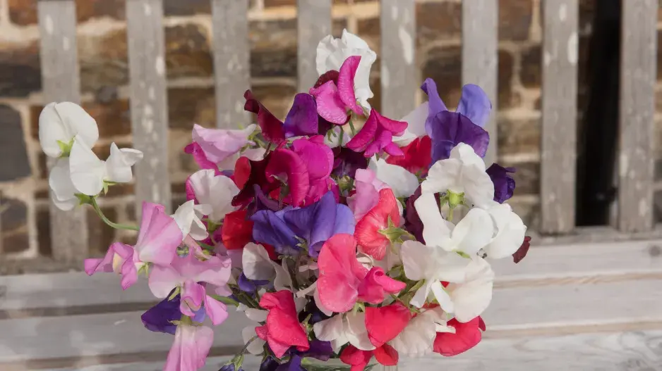 hrachor můžete použít i k řezu