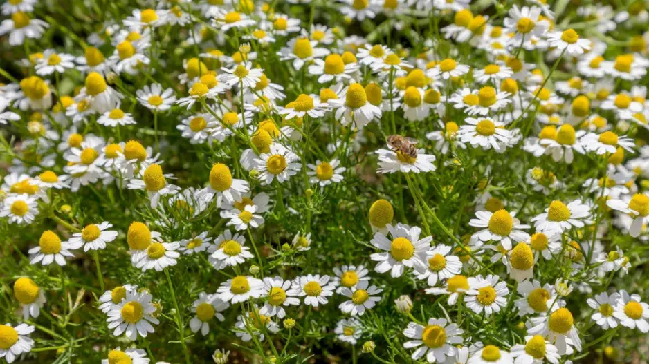 Heřmánek pravý (Matricaria chamomilla) Heřmánek pravý (Matricaria chamomilla)