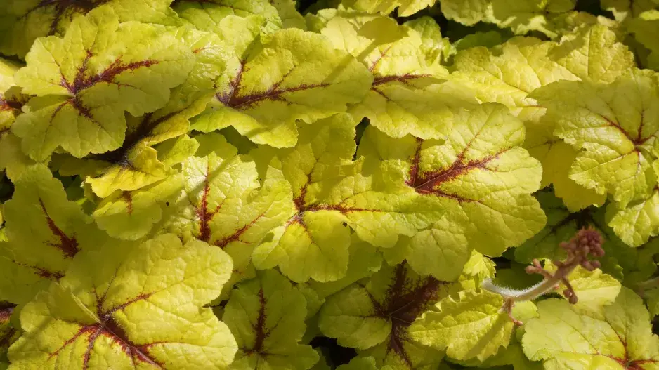 dlužicha americká dlužicha americká