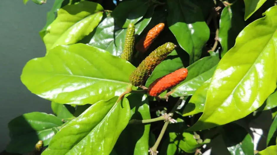 Pepřovník dlouhý (Piper longum)  Pepřovník dlouhý (Piper longum)