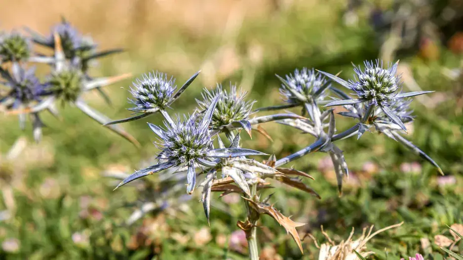 máčka pyrenejská máčka pyrenejská