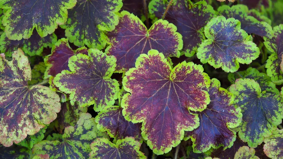 x Heucherella  x Heucherella