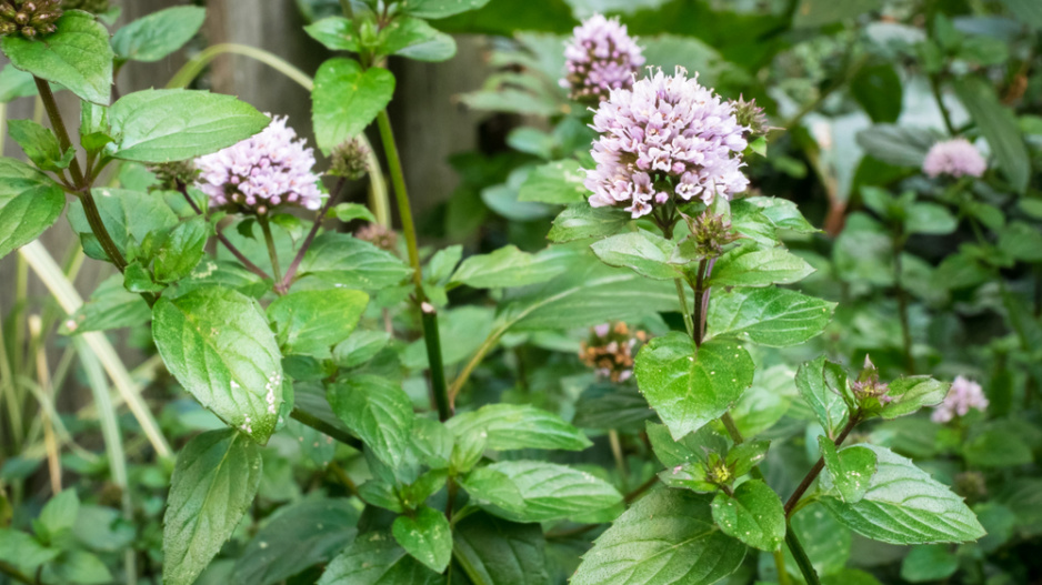Máta peprná (Mentha piperita)