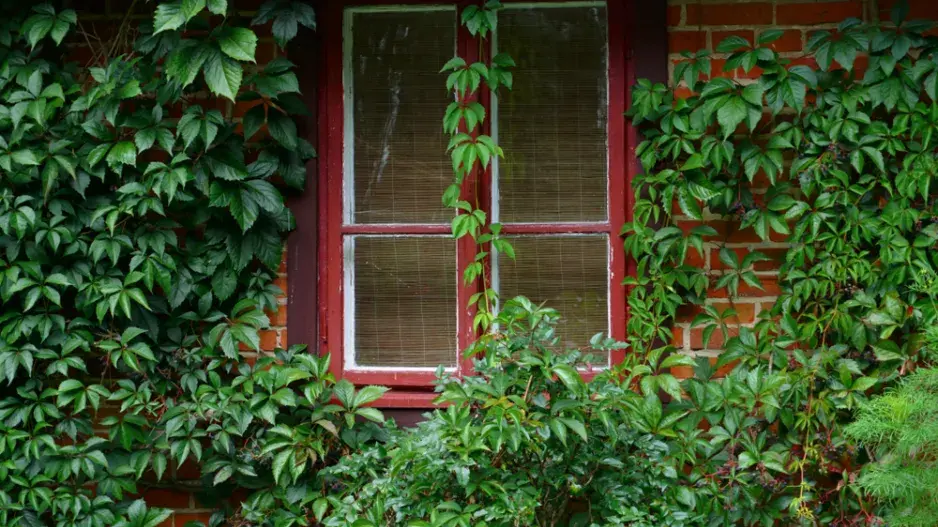 Přísavník pětiprstý (Parthenocissus quinquefolia)