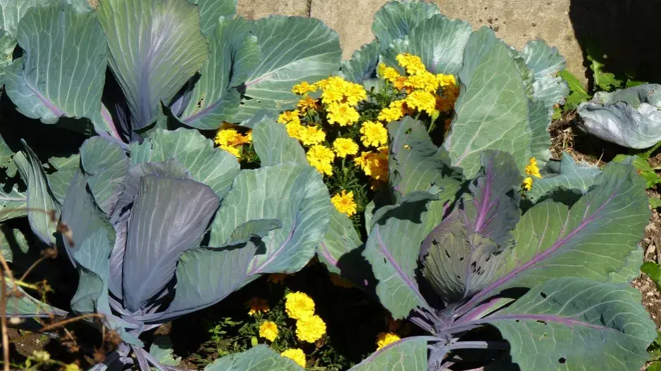 Afrikán (Tagetes) Afrikán (Tagetes)