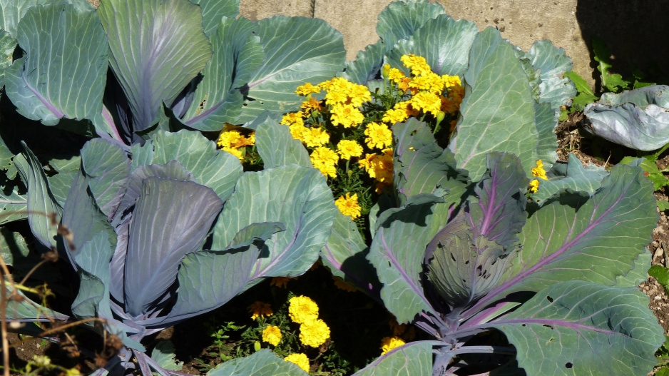Afrikán (Tagetes)