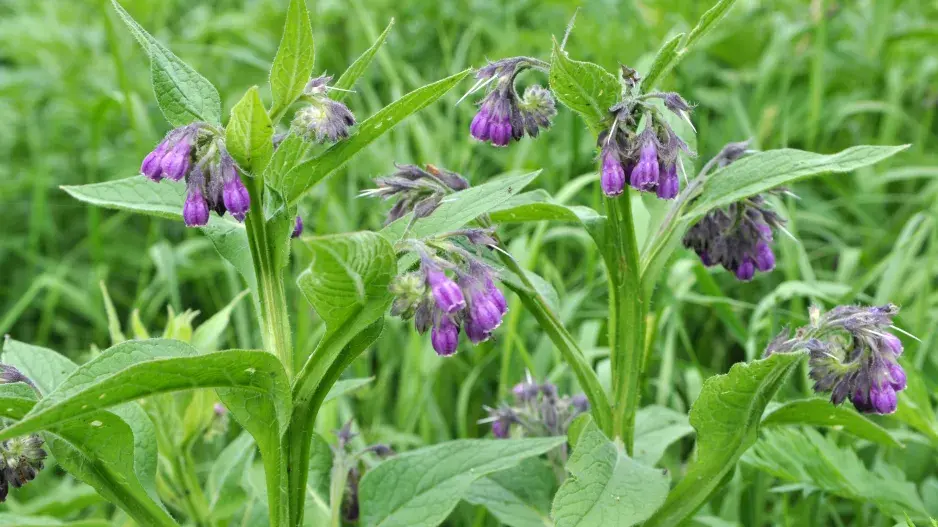 kostival lékařský