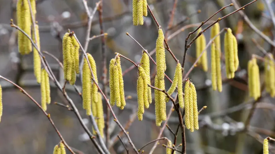 Líska obecná (Corylus avellana)