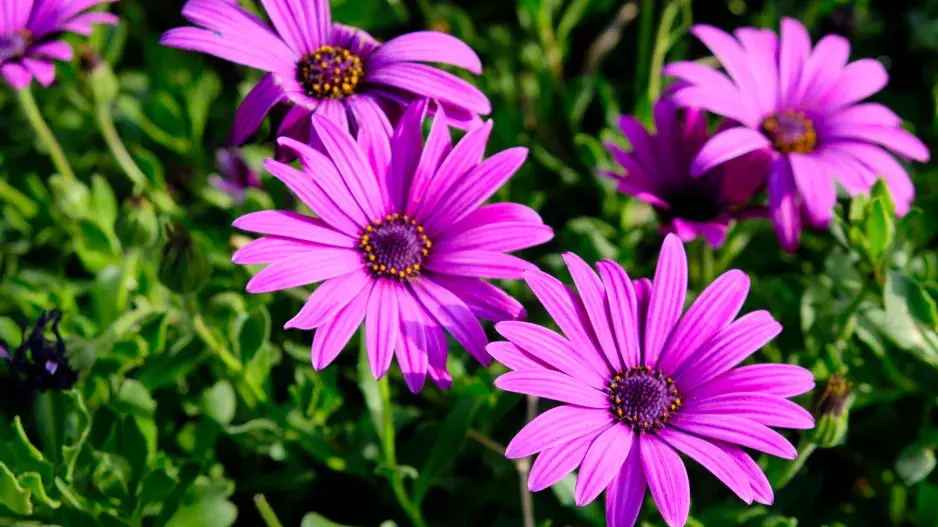 paprskovka neboli Osteospermum paprskovka neboli Osteospermum