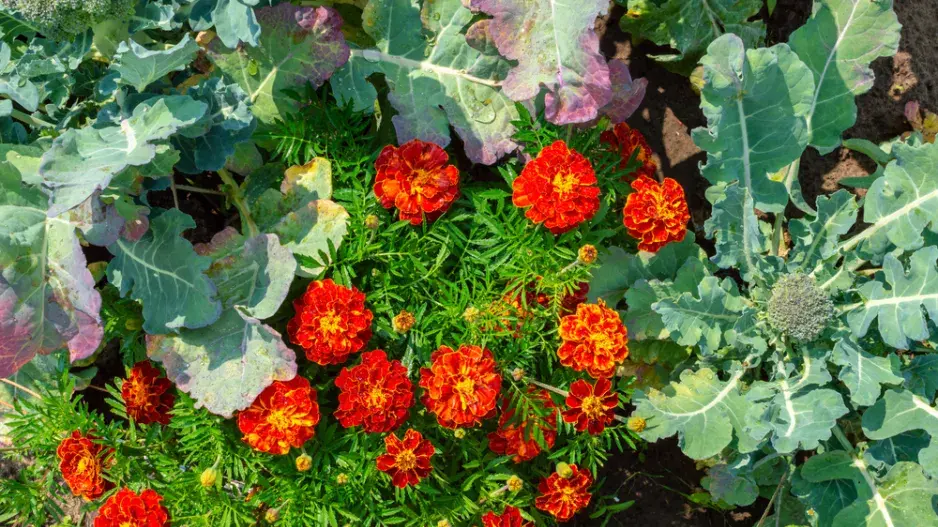 Afrikán (Tagetes) Afrikán (Tagetes)