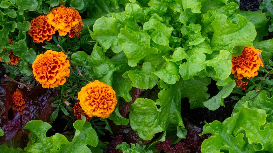 Afrikán (Tagetes) Afrikán (Tagetes)