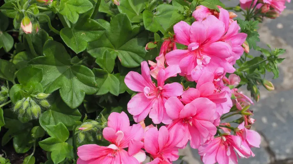 pelargonie břečťanolistá pelargonie břečťanolistá