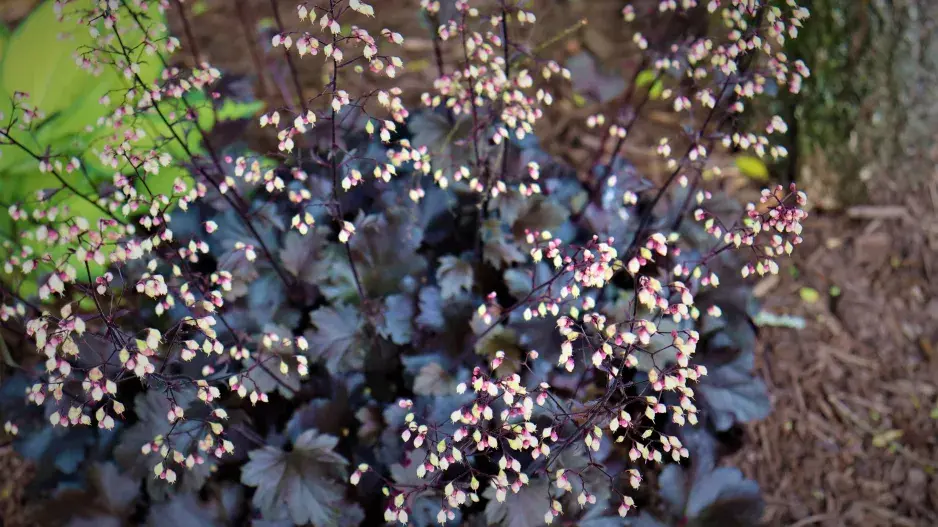 dlužicha americká dlužicha americká