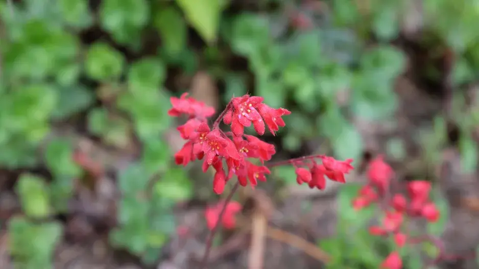 květ dlužichy krvavé květ dlužichy krvavé