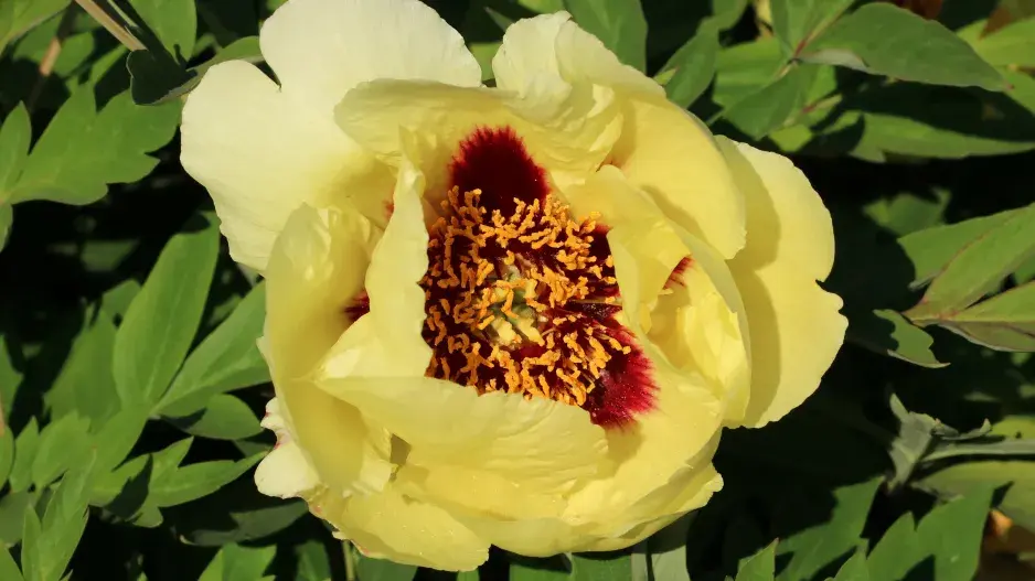 pivoňka dřevitá pivoňka dřevitá