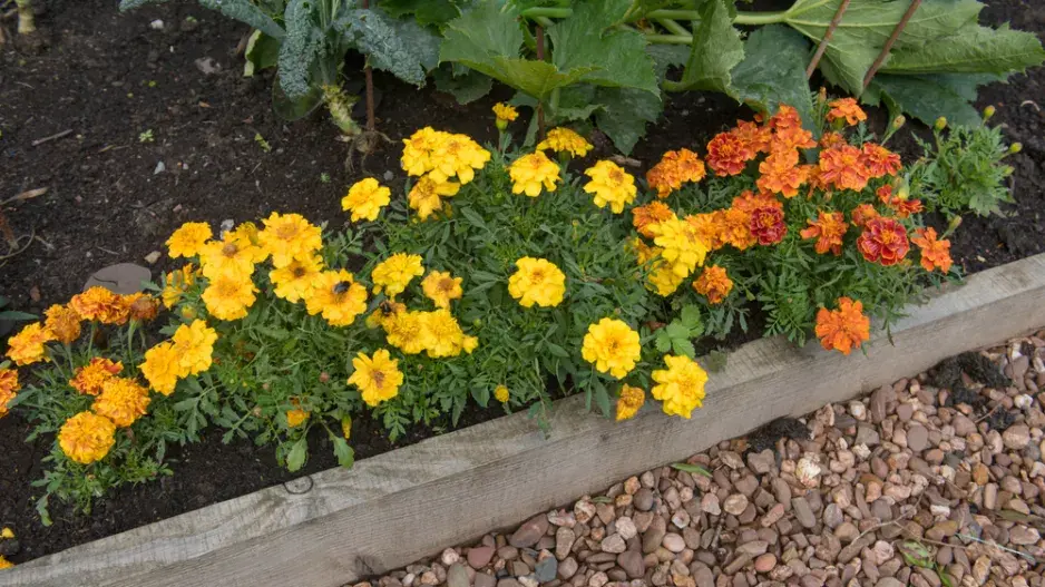 Afrikán (Tagetes) Afrikán (Tagetes)