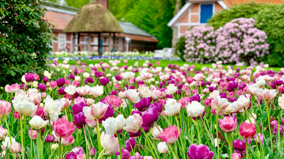 tulipán