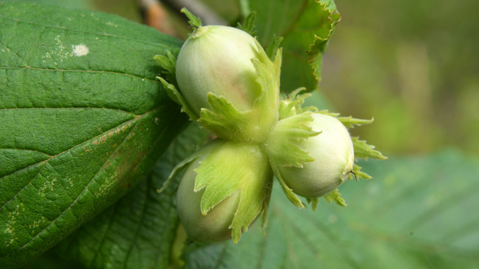 Líska obecná (Corylus avellana) 