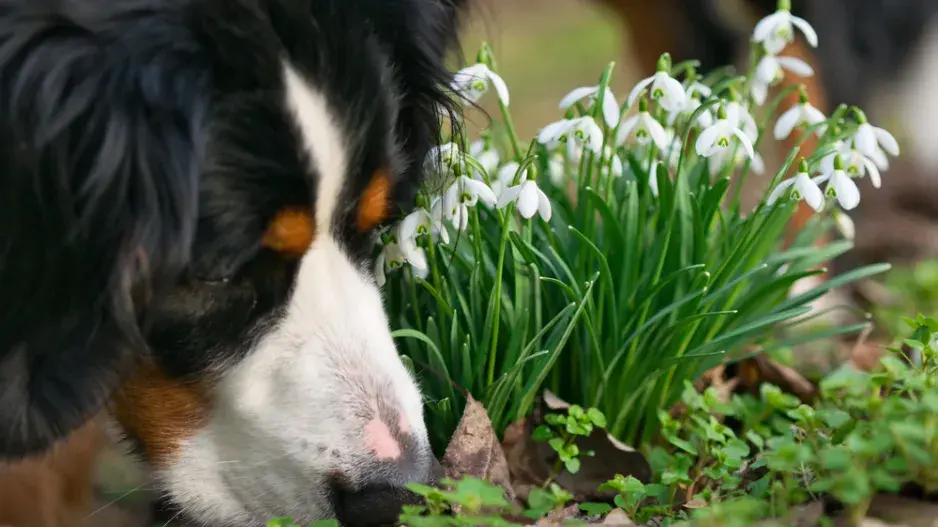 jedovaté jarní květiny