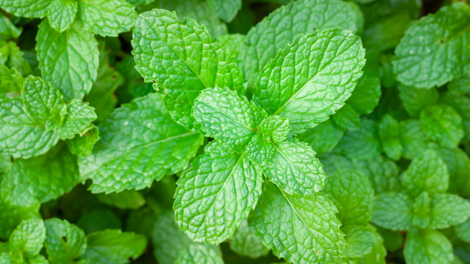 Máta peprná (Mentha piperita)