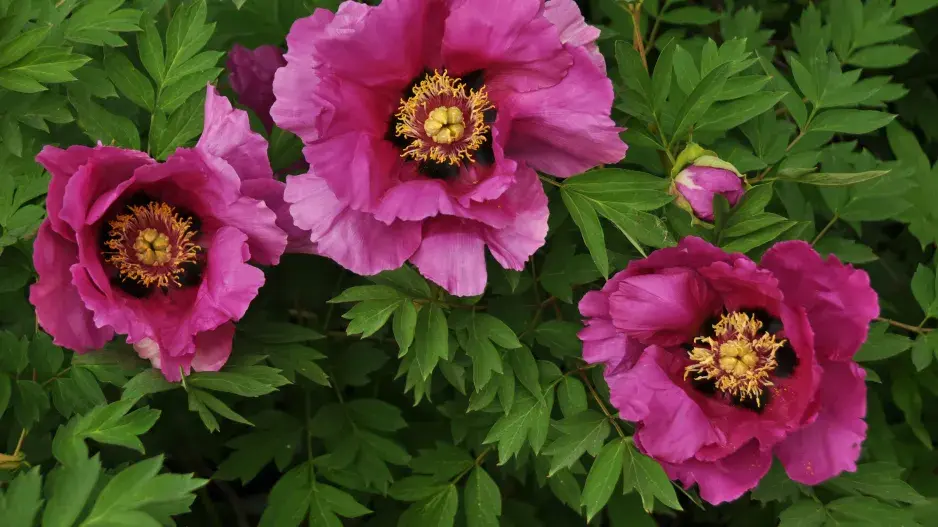 pivoňka křovitá pivoňka křovitá