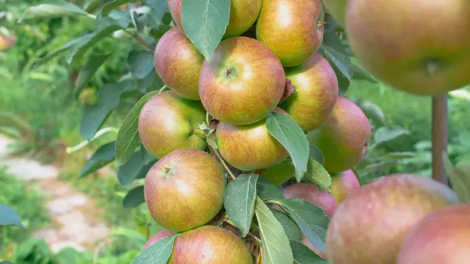 Sloupovité druhy ovoce