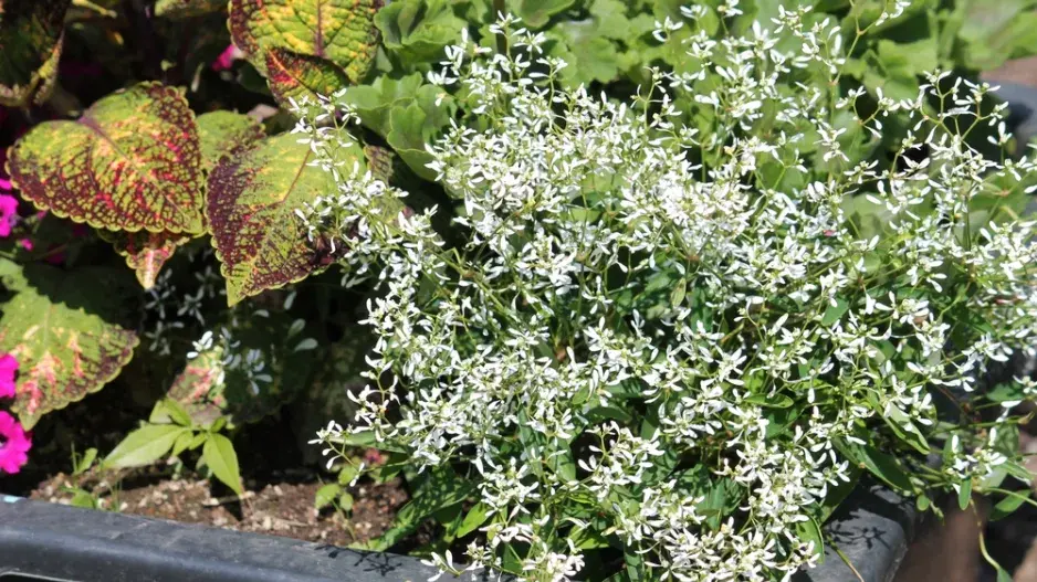 pryšec třezalkovitý